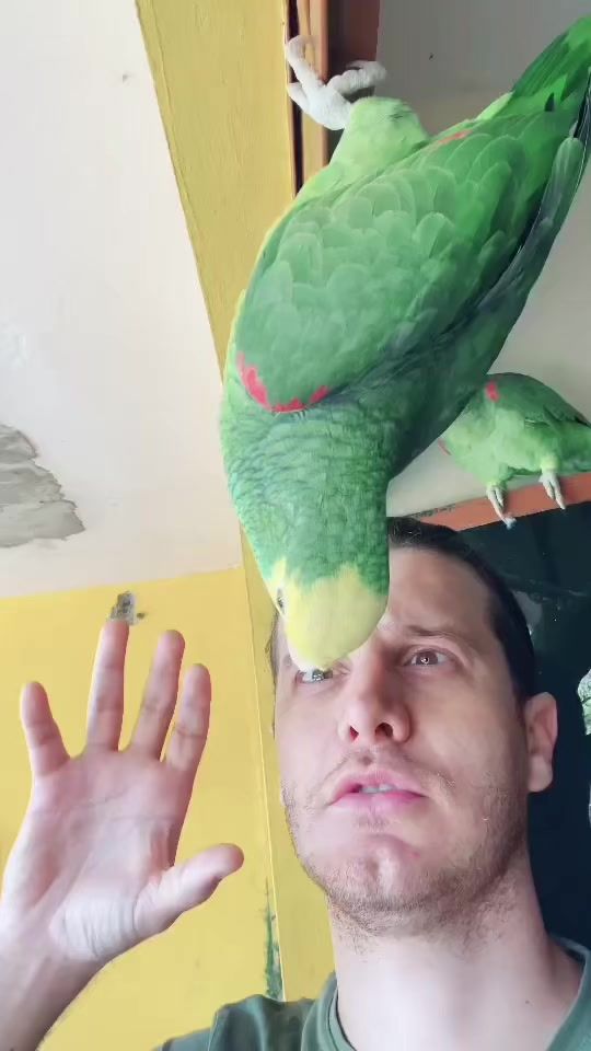 TikTok video thumbnail by samuelcastelli