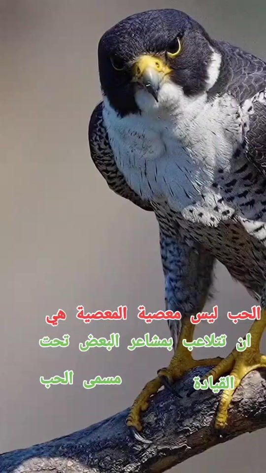 TikTok video thumbnail by 1234abdulrahim4