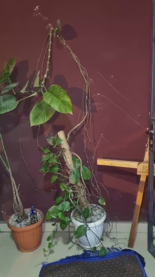 TikTok video thumbnail by anwarsolohoudouho