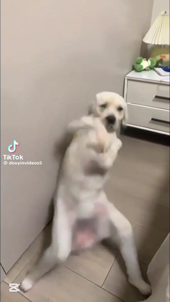 TikTok video thumbnail by lamphone_9696