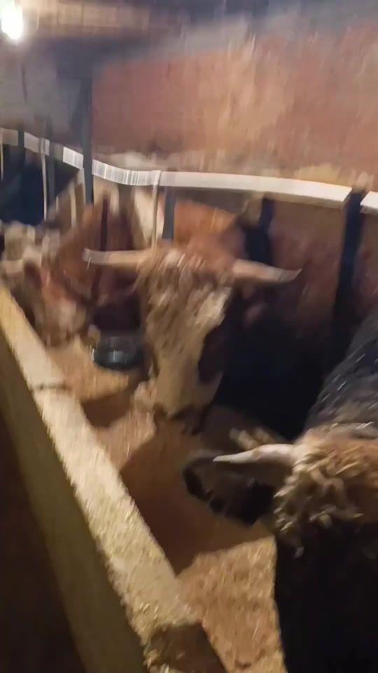 TikTok video thumbnail by murat_haneci_