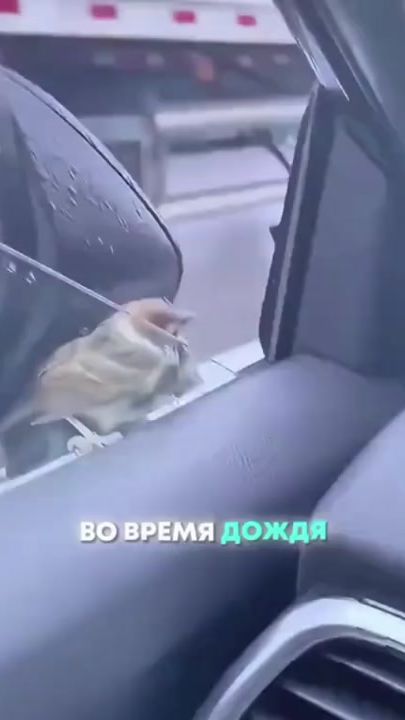 TikTok video thumbnail by amsorryscp096