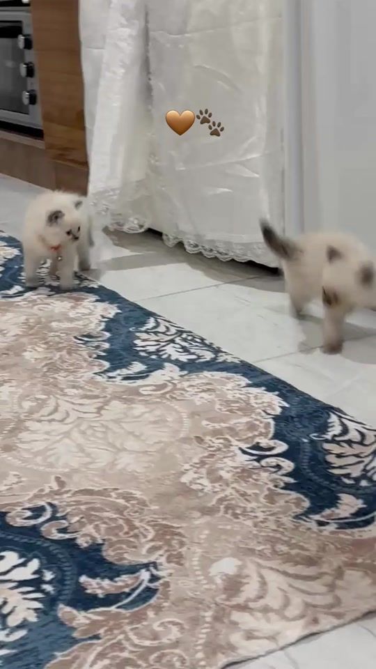 TikTok video thumbnail by am.sukar1999