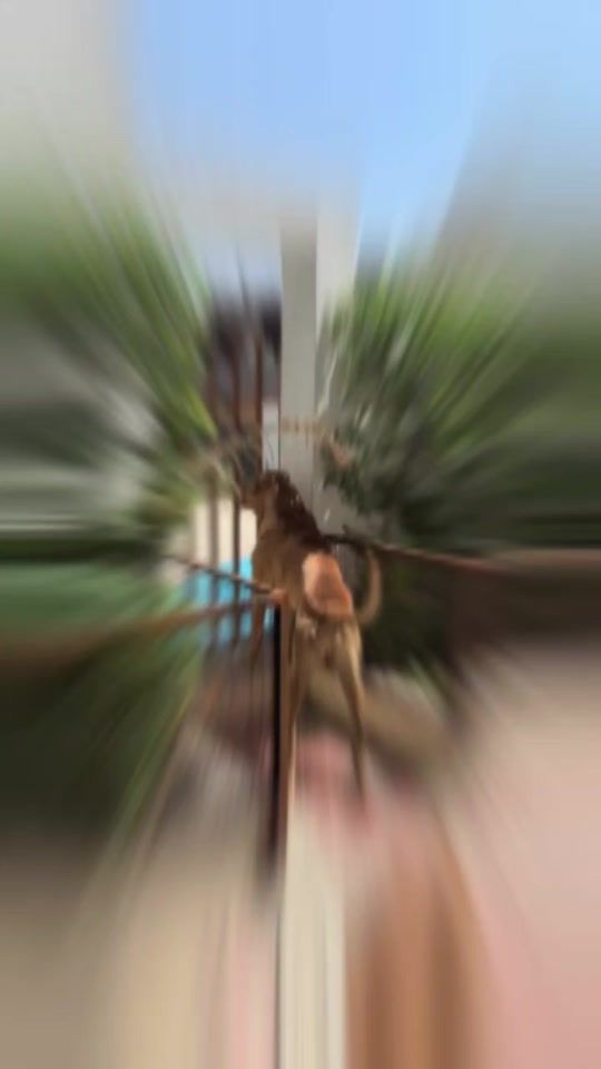 TikTok video thumbnail by bully_lover333