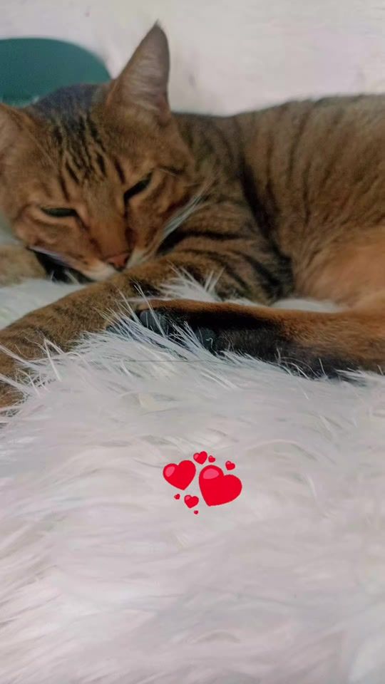 TikTok video thumbnail by maryispache946