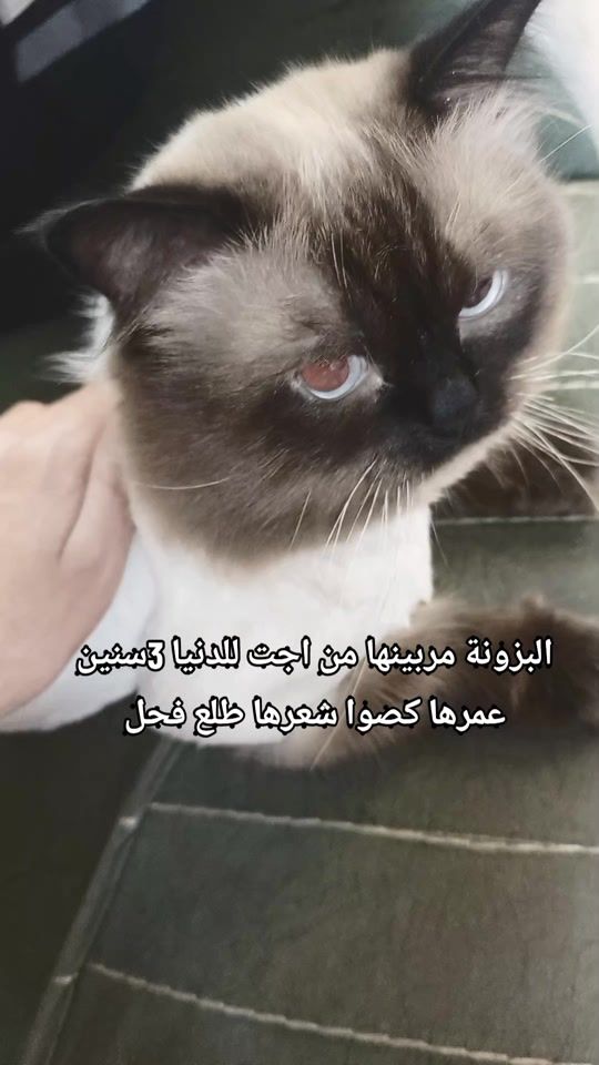 TikTok video thumbnail by d21gy