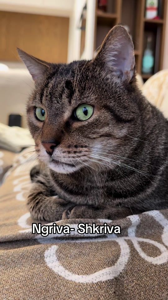 TikTok video thumbnail by trefantastiket
