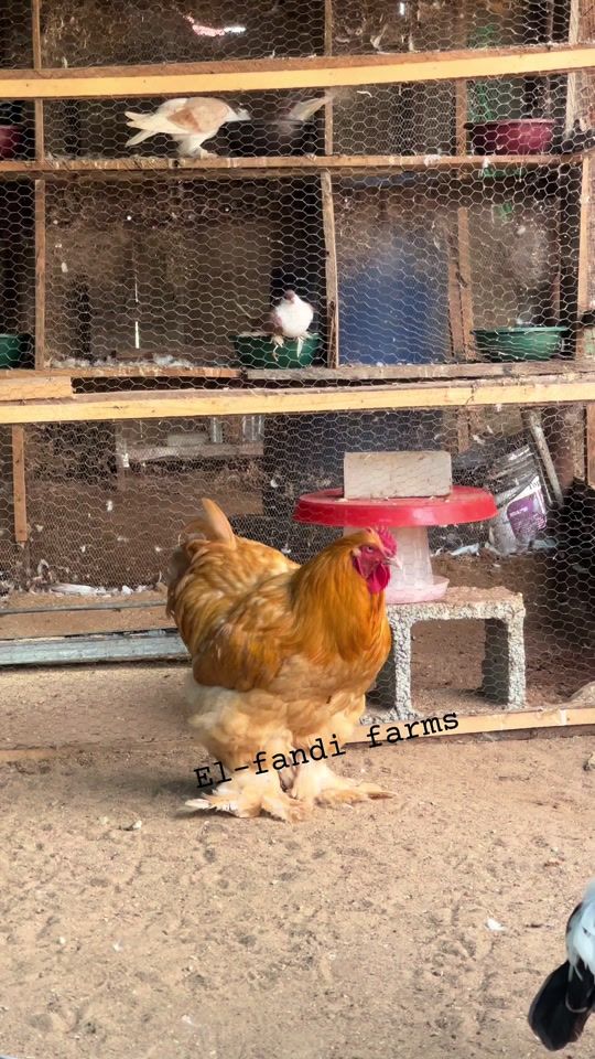 TikTok video thumbnail by elfandifarm
