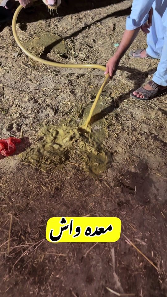 TikTok video thumbnail by vet.dr.mohsin