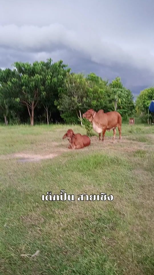 TikTok video thumbnail by praweenajj