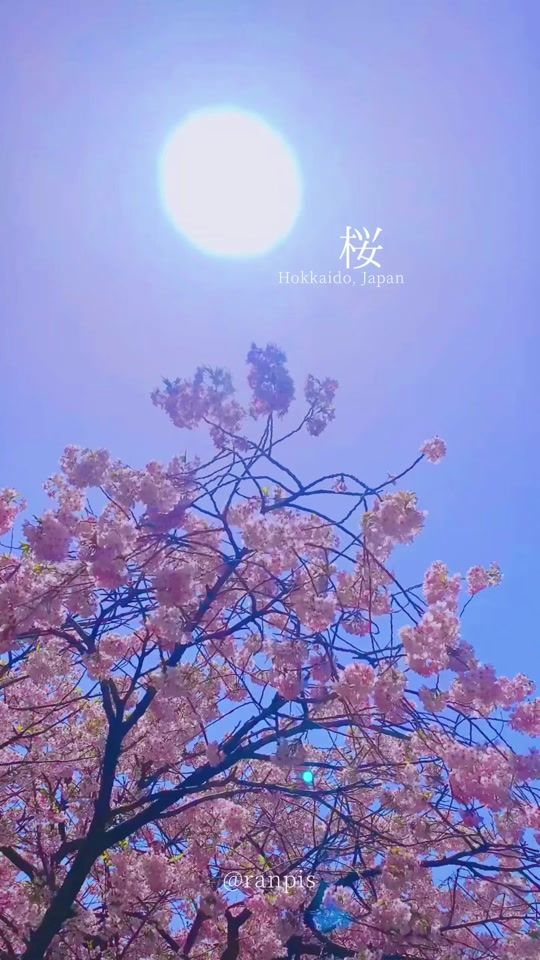TikTok video thumbnail by _ranpis_