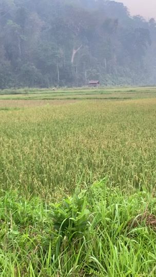 TikTok video thumbnail by nraug.hmong96