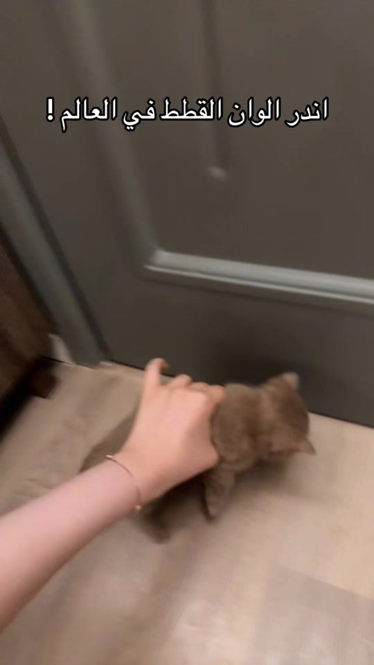 TikTok video thumbnail by bllcrr