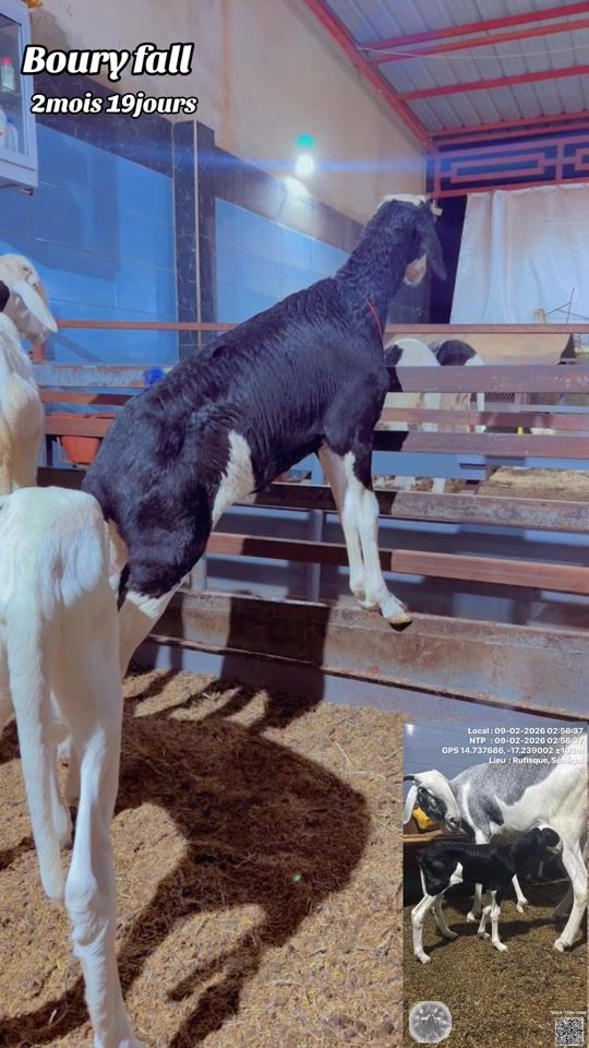 TikTok video thumbnail by albachir9494