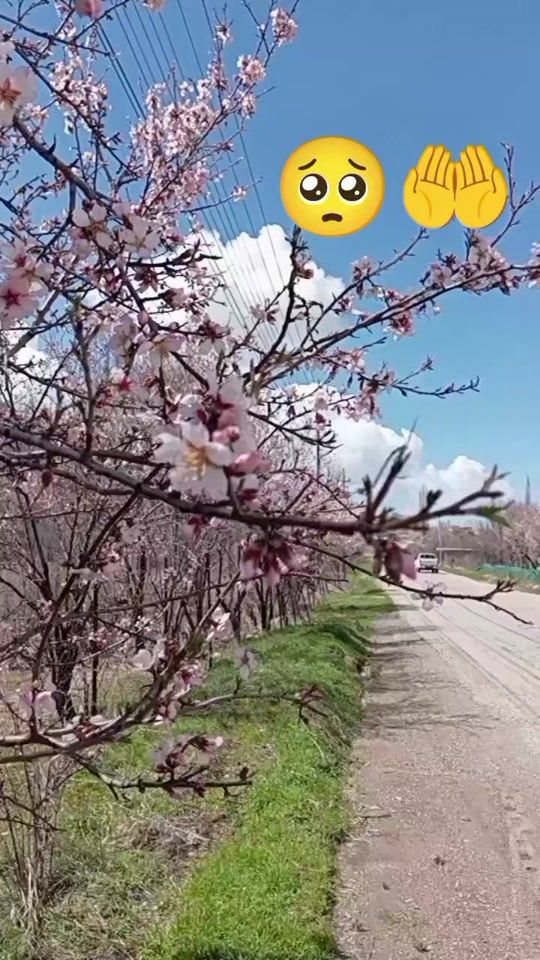 TikTok video thumbnail by tne..too