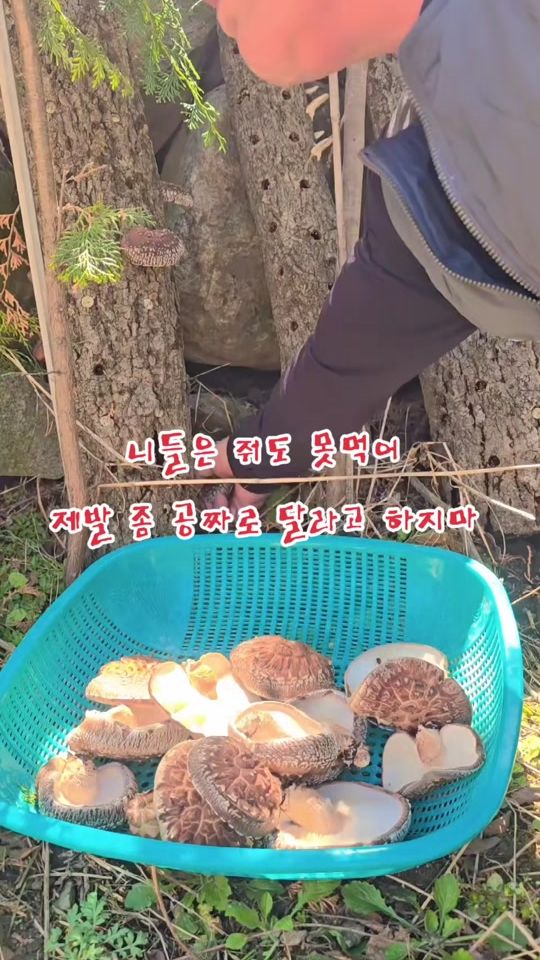TikTok video thumbnail by cdh1324