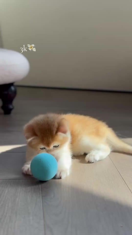 TikTok video thumbnail by the_royal_pet