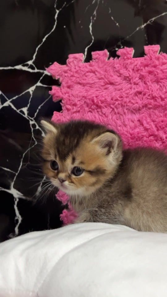 TikTok video thumbnail by britishcats.ge
