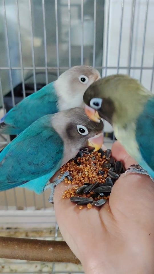 TikTok video thumbnail by karella.az
