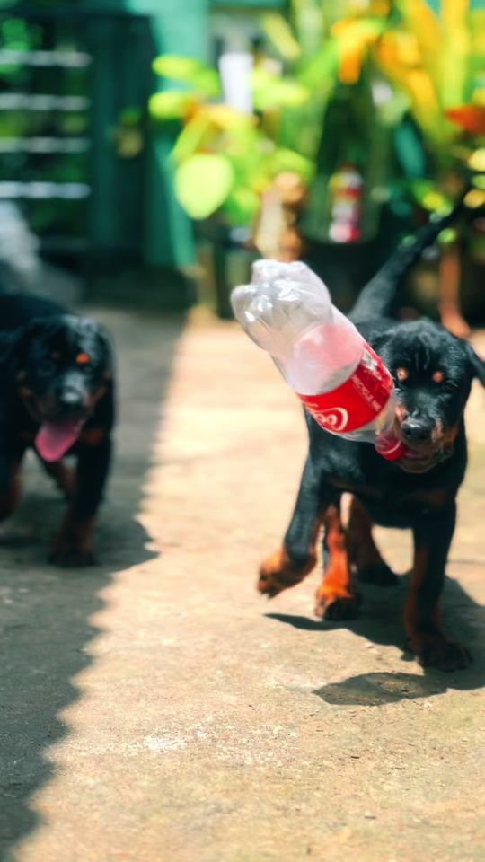 TikTok video thumbnail by rottweilerdogs