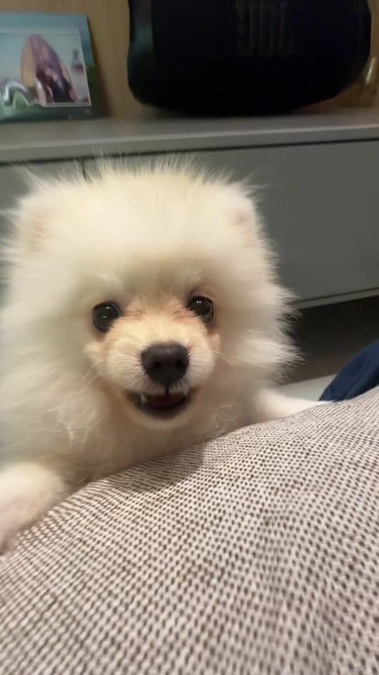 TikTok video thumbnail by saqueinfamily