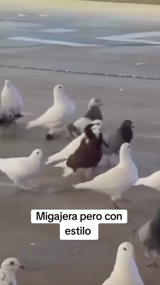 TikTok video thumbnail by memeando_derisa