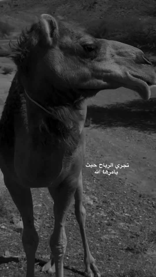 TikTok video thumbnail by b_dwi8m