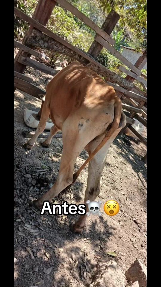 TikTok video thumbnail by gerber_barreram