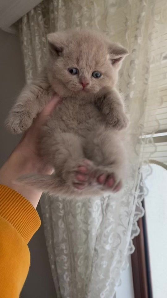 TikTok video thumbnail by tekininkedileri01