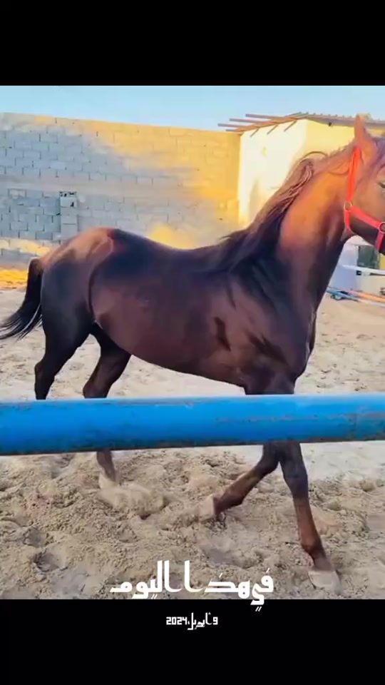 TikTok video thumbnail by libyahorses7