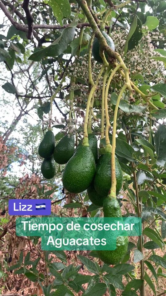TikTok video thumbnail by pintura_en_acrilico