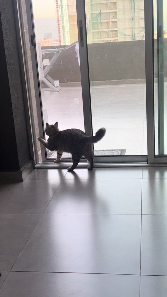 TikTok video thumbnail by noursaabofficial