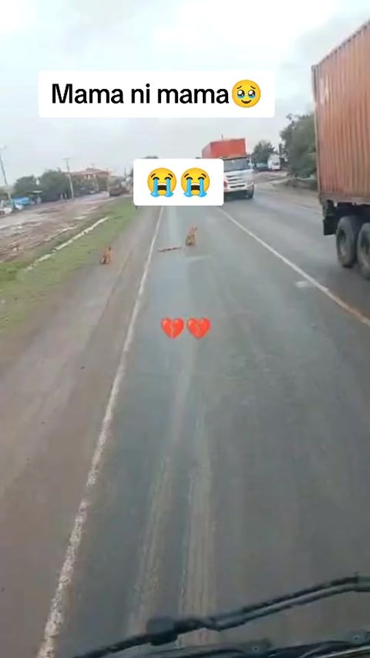 TikTok video thumbnail by maciijeps