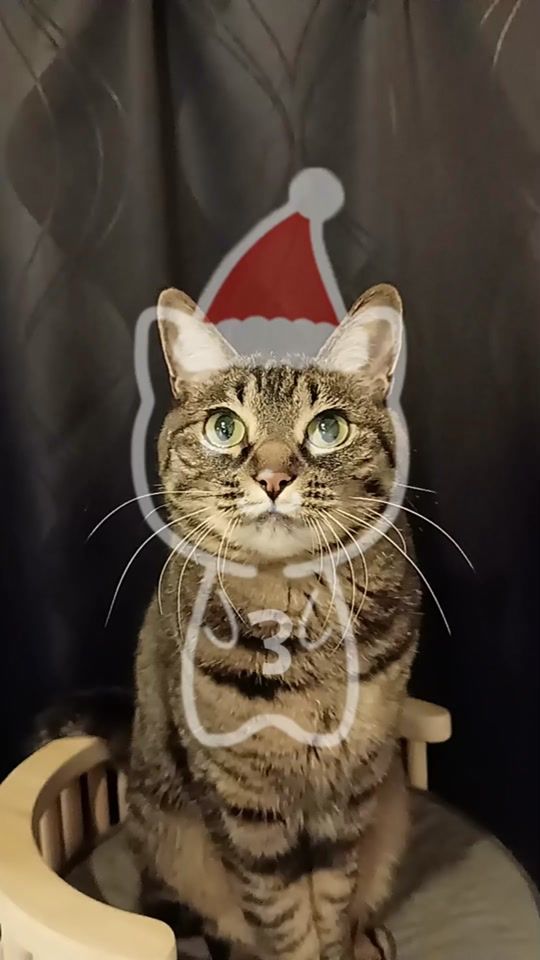 TikTok video thumbnail by hotate.meow