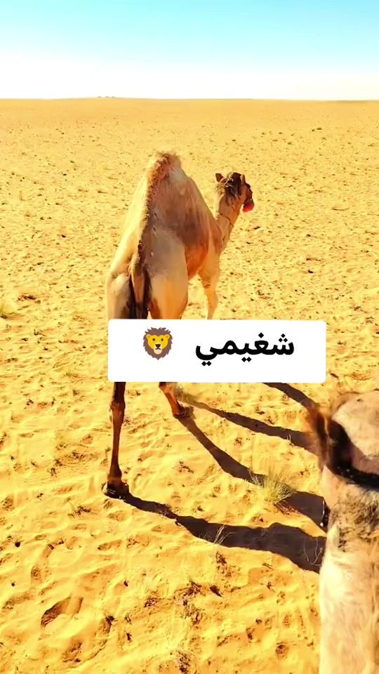 TikTok video thumbnail by ali__brahmi__tchegeuim