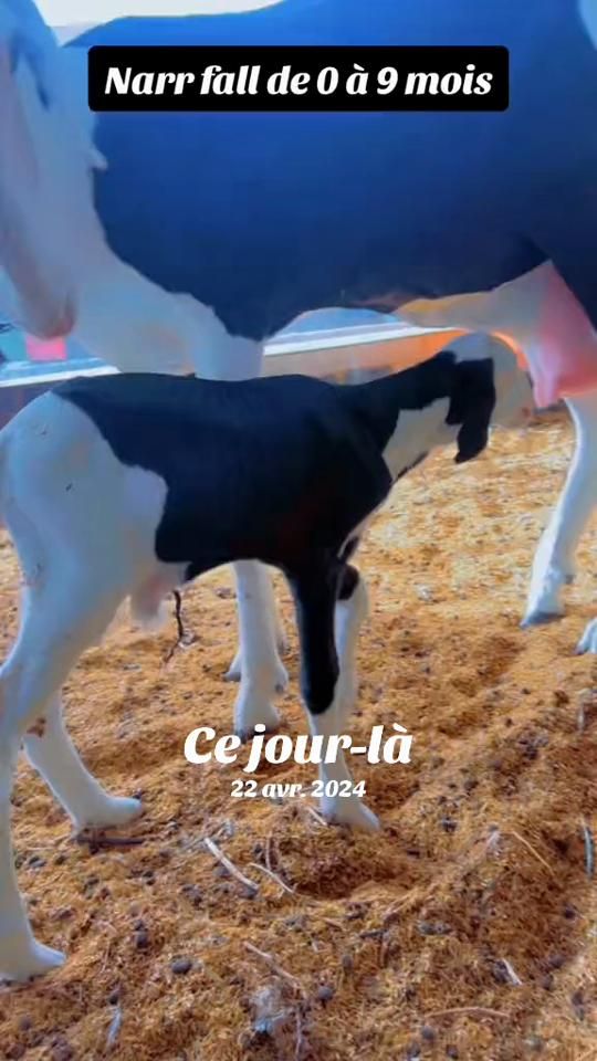 TikTok video thumbnail by albachir9494