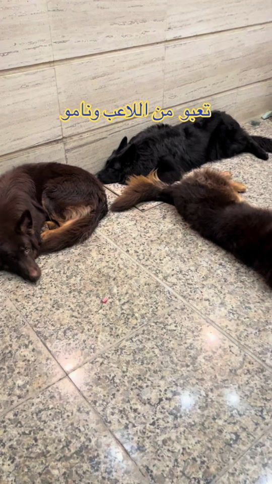 TikTok video thumbnail by abbasgasam