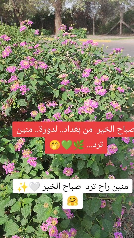 TikTok video thumbnail by sh13161