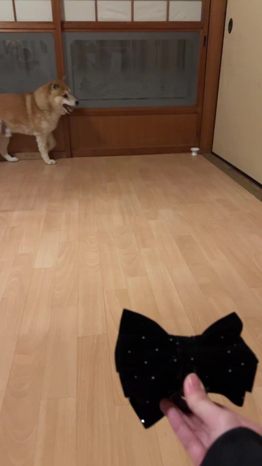 TikTok video thumbnail by ichiichi52