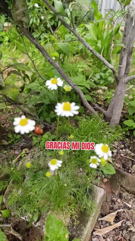 TikTok video thumbnail by guerrerosdediosjc