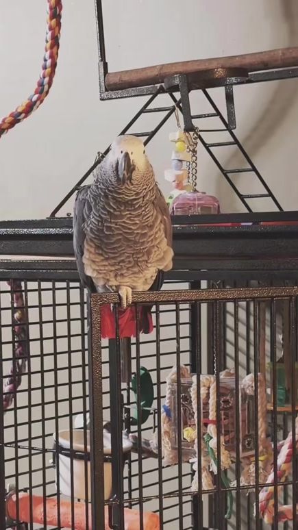 TikTok video thumbnail by feathersandfriends