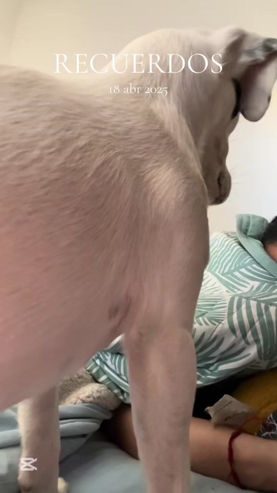 TikTok video thumbnail by vitoko.y.su.combo