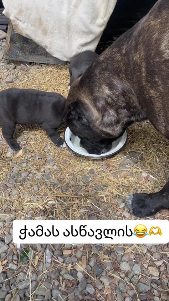 TikTok video thumbnail by officiall_gabu