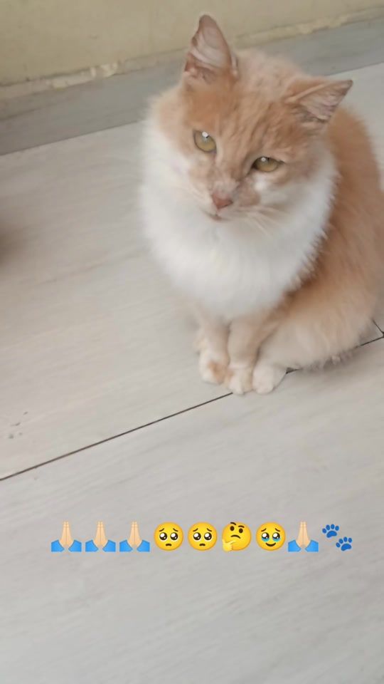 TikTok video thumbnail by blue_mercury3