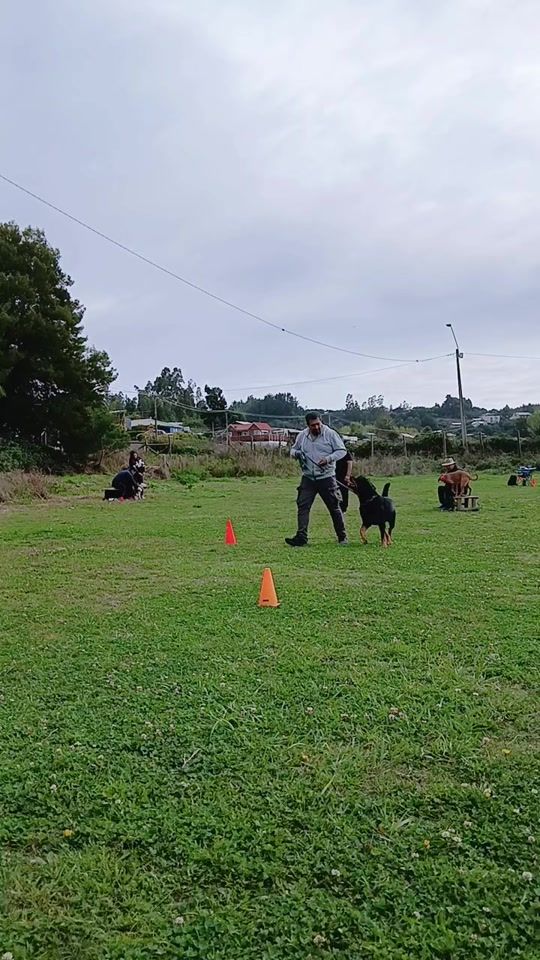 TikTok video thumbnail by edsondogtrainer