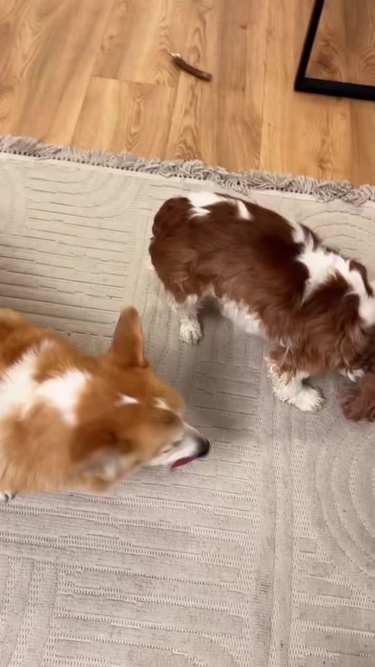 TikTok video thumbnail by benandangy