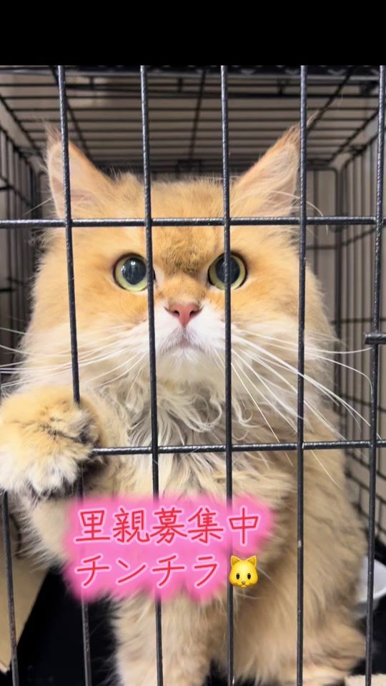 TikTok video thumbnail by ago.cat