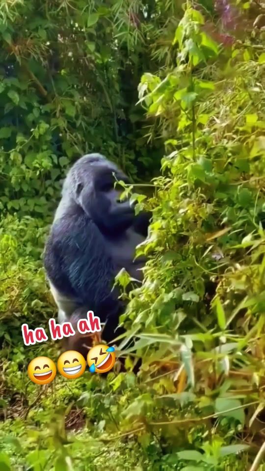 TikTok video thumbnail by wilson7008