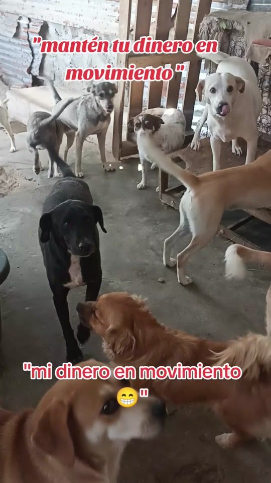 TikTok video thumbnail by ayudaaunpeludo.peru