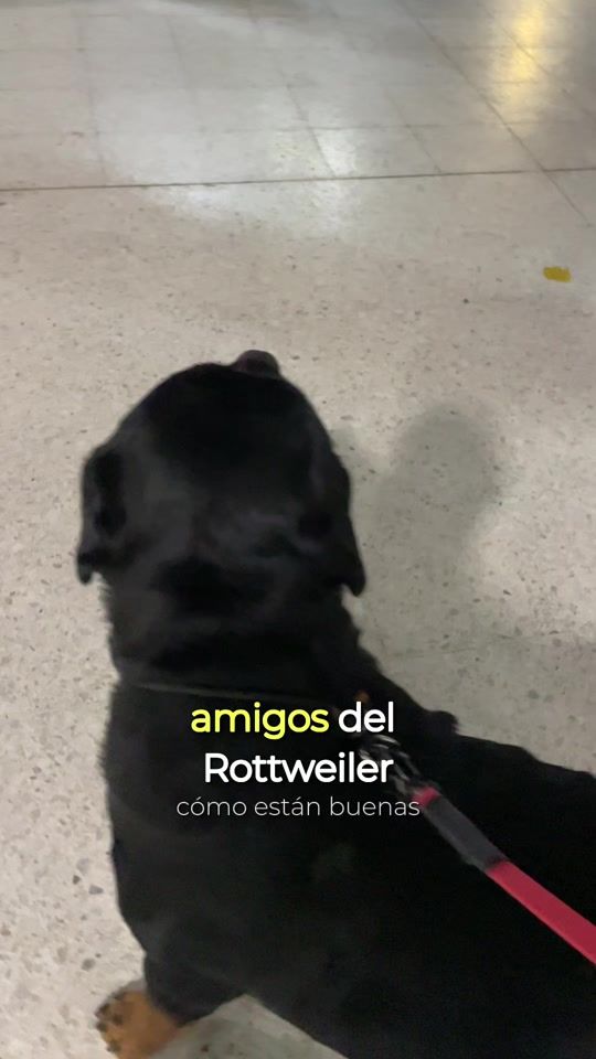 TikTok video thumbnail by rottweilers_para_todos